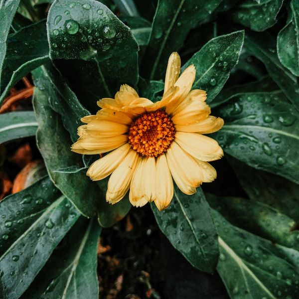 A close-up shot of a serene natural landscape with dew on leaves.
